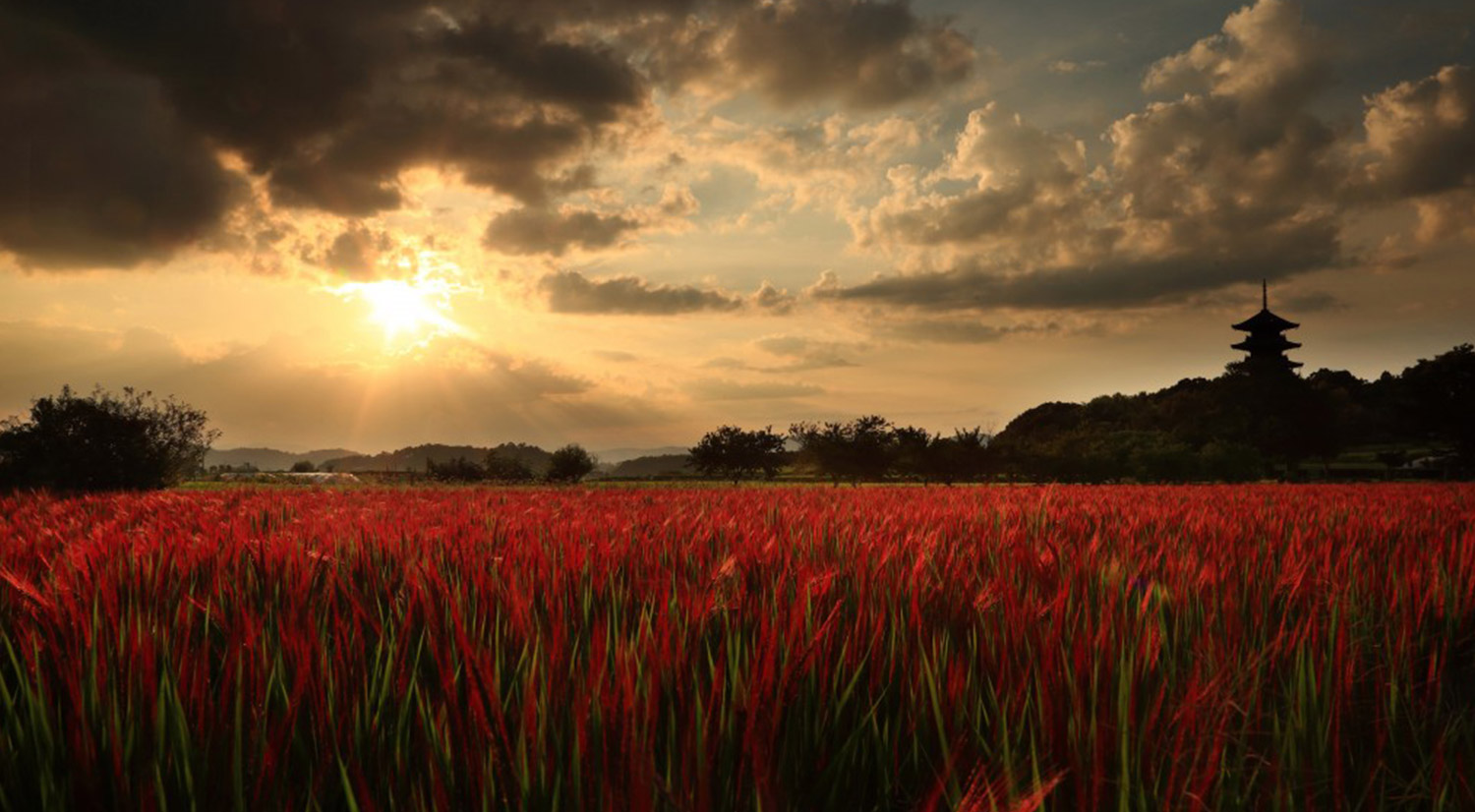 長楽堂 | 頑張った自分と大切なあの人へ。大福、おはぎを中心にした優しいお菓子作りをしています